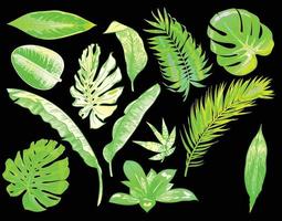 grüne neontropische blätter färben exotisches baumpflanzenblatt vektor
