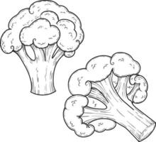 Grünkohl-Brokkoli, handgezeichnete Vektorgrafik, Gemüse isoliert auf weißem Hintergrund vektor