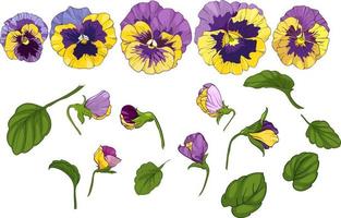 uppsättning blommor av pansies isolerat på en vit bakgrund. buketter altfiol, gul och lila blommor grön löv. vektor illustration