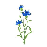 blåklint fält vektor illustration. sommar vild äng blomma, honung växt. knapweed blå isolerat på vit. centaurea botanisk blommig design element