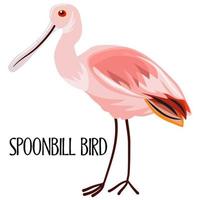 roseate spoonbill fågel. exotisk tropisk fågel isolerat på vit bakgrund. färgrik vektor illustration.