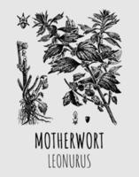 vektorzeichnung von motherwort leonurus. heilwiese kräuter beruhigende pflanze. verwendet in der Küche, Medizin, Kosmetik und anderen Industrien. vektor