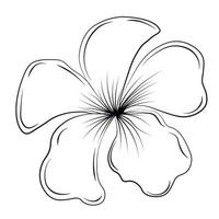 plumeria är en tropisk blomma. vektor stock illustration. frangipani, jasmin. isolerat på en vit bakgrund.