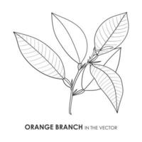 Vektorkonturzeichnung eines orangefarbenen Zweigs auf weißem Hintergrund vektor