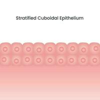 stratifierad kuboidformad epitel cell vektor bakgrund illustration