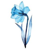Aquarellzeichnung. transparente Blume der Narzisse. Frühlingsblume transparente blaue Narzissen auf weißem Hintergrund. Röntgen vektor