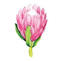 aquarellillustration. tropischer Blütenprotea. helle blume von protea rosa farbe isoliert auf weißem hintergrund. Clip Art vektor