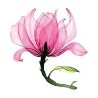 vattenfärg transparent magnolia blomma. rosa magnolia blomma isolerat på vit bakgrund. årgång teckning, element för delikat design bröllop, inbjudan, congratulation