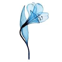 Aquarellzeichnung. transparente blaue Blume Alstroemeria, Lilie. luftige transparente blume, röntgen.
