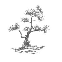 handgezeichneter Baum, Kiefer. realistisches bild in grautönen, skizze mit tintenpinsel gemalt vektor