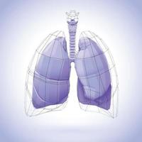 3D-Darstellung eines menschlichen Lungenpolygons, das mit violetten Tönen und einem herzförmigen schwarzen Netz bedeckt ist. vektor