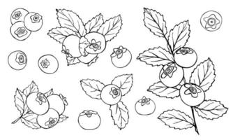 Vektor-Set von Heidelbeer-Cliparts. Hand gezeichnete Beerenikone. Fruchtabbildung. für Print, Web, Design, Dekor, Logo. vektor