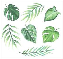 Aquarell-Vektorsatz tropischer Blätter vektor