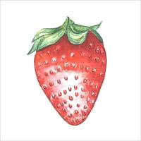 jordgubb . vattenfärg illustration, ritad för hand, isolerat. vektor