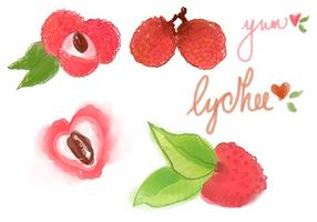 Aquarell Lychee Vektor Set