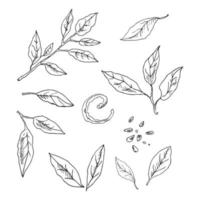 vektor handgezeichnete zitronenblätter gesetzt. Blätter, Schale, Samen und Zweigskizze. tropische fruchtblätter gravierte stilillustration. detaillierte Zitrustintenzeichnung.