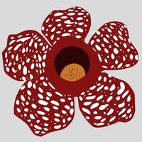 rafflesia arnoldi flower, eine seltene pflanze aus bengkulu indonesien vektor