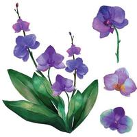 set lila orchidee tropische blumenillustration aquarell vektor