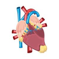 Herz menschlicher Körperteil vektor