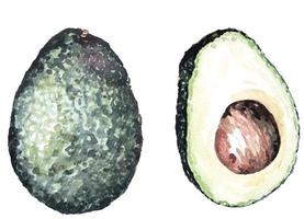 vattenfärg vegetabiliska avokado isolerat på en vit bakgrund.fräsch avokado. vegetarian frukter.halva avokado.skivor av grön avokado. vektor