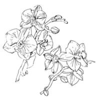 Vektorblume der Orchidee. Tintenillustration isoliert. vektor