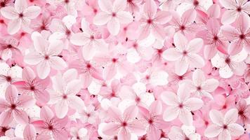 rosa blühende rosa Sakura-Blüten vektor