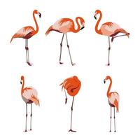 orange, rot-gelbe und rosa flamingo-set-vektorillustration. exotischer tropischer vogel in verschiedenen posen für dekoratives textilgewebedesign und muster. Flamingosammlung isoliert auf weiß vektor