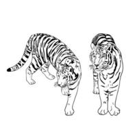 zwei tiger schwarze silhouetten auf weißem hintergrund chinesischer tiger einfache realistische skizze handtintenzeichnung vektorillustration für neujahrsdesign vektor
