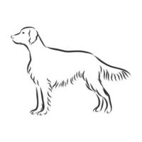 Hund-Vektor-Skizze vektor