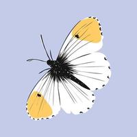 Schmetterlingsvektorskizze vektor