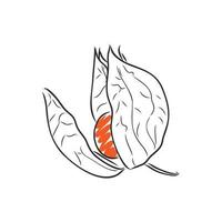 physalis vektor skiss