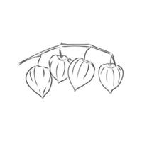 Physalis-Vektorskizze vektor