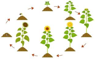 Lebenszyklus der Sonnenblume. Infografik der Pflanzenwachstumsstadien vom Samen bis zur Reife. vektor