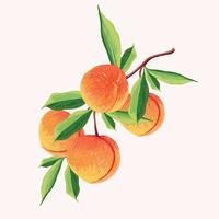 Pfirsichfrucht in einem Zweig. Botanische Illustration von Pfirsich. halber Pfirsich und Blätter. vektor