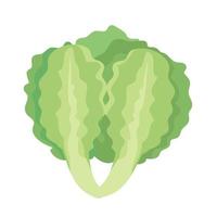 frischer grüner Salat vektor