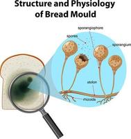 Struktur und Physiologie des Brotschimmels vektor