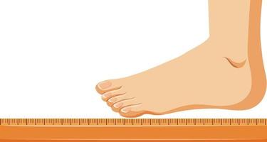 Fußgrößenvektor messen vektor