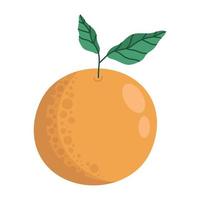 orange frisches Obst vektor