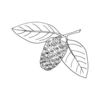 noni-frucht und blätter auf einem handgezeichneten gekritzel des zweiges. , minimalismus, skandinavisch, monochrom, nordisch, skizze. Icon-Aufkleber-Etikett isoliert Superfood-Lebensmittel vektor