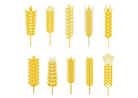 Getreide- und Weizenährchen vektor