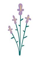 vektorillustration der lila vergissmeinnichtblume, die in einem flachen stil gezeichnet wird. vektor
