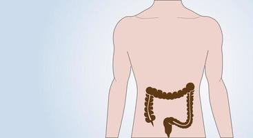 Symbol des Darms im menschlichen Körper. isolierte männliche Silhouette. Konzept des Verdauungssystems. Untersuchung der inneren Organe. anatomisches Plakat. flache vektorillustration der medizinischen fahne für klinik oder bildung. vektor