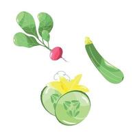 vegetabiliska uppsättning. vektor illustrationer av grönsaker. rosa rädisa och skivad dolly gurka. grön zucchini med gul stam. vektor illustration uppsättning för skriva ut eller förpackning eller Ansökan.