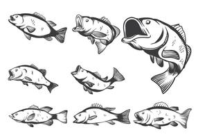 Bassfisch-Vektoren vektor