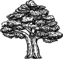 ek skiss. årgång träd skiss illustration. vektor hand dragen illustration av stor träd