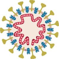 coronavirus utseende och inre strukturera. coronavirus cell. patogen respiratorisk coronavirus, sars pandemi risk varna vektor