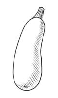 svart vektor illustration av zucchini isolerat på vit bakgrund