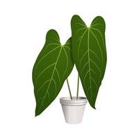 Topfpflanze - Anthurium Dark Mama Leaf - Tropische Zimmerpflanze vektor