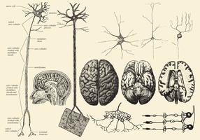 Gehirn und Neuron Zeichnungen vektor
