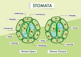 diagram över grön växtstomata vektor